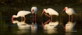 White-Ibis;Ibis;Breeding-Plumage;Flight;Eudocimus-albus;feeding-behavior;Flock;c